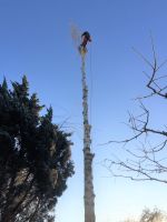 Baum fällen Baumfällung,- pflege, Spezialfä. mittels Seilklettert Mecklenburg-Strelitz - Landkreis - Neustrelitz Vorschau