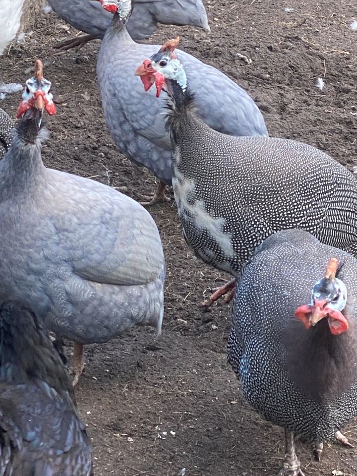 Perlhuhn Eier abzugeben in Elsterheide