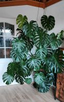 Große Monstera Deliciosa, Zimmerpflanze Bayern - Augsburg Vorschau