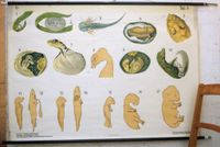 Biologie Wandkarte Rollbild Embryonalentwicklung Kiel - Hassee-Vieburg Vorschau