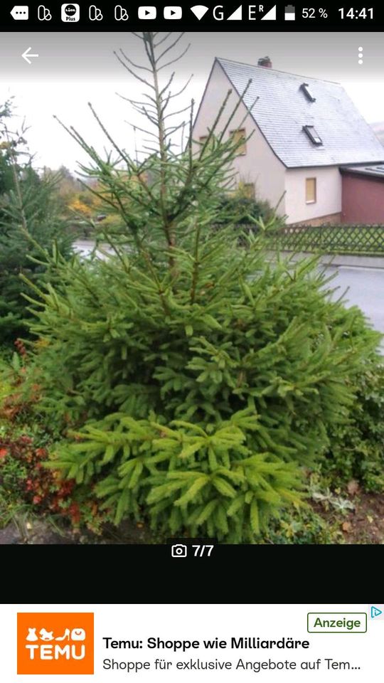 Tannenbäume, Weihnachtsbäume in Laudenbach