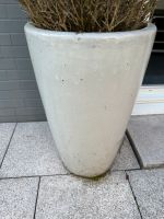 Pflanzkübel Blumenkübel beige Wuppertal - Barmen Vorschau