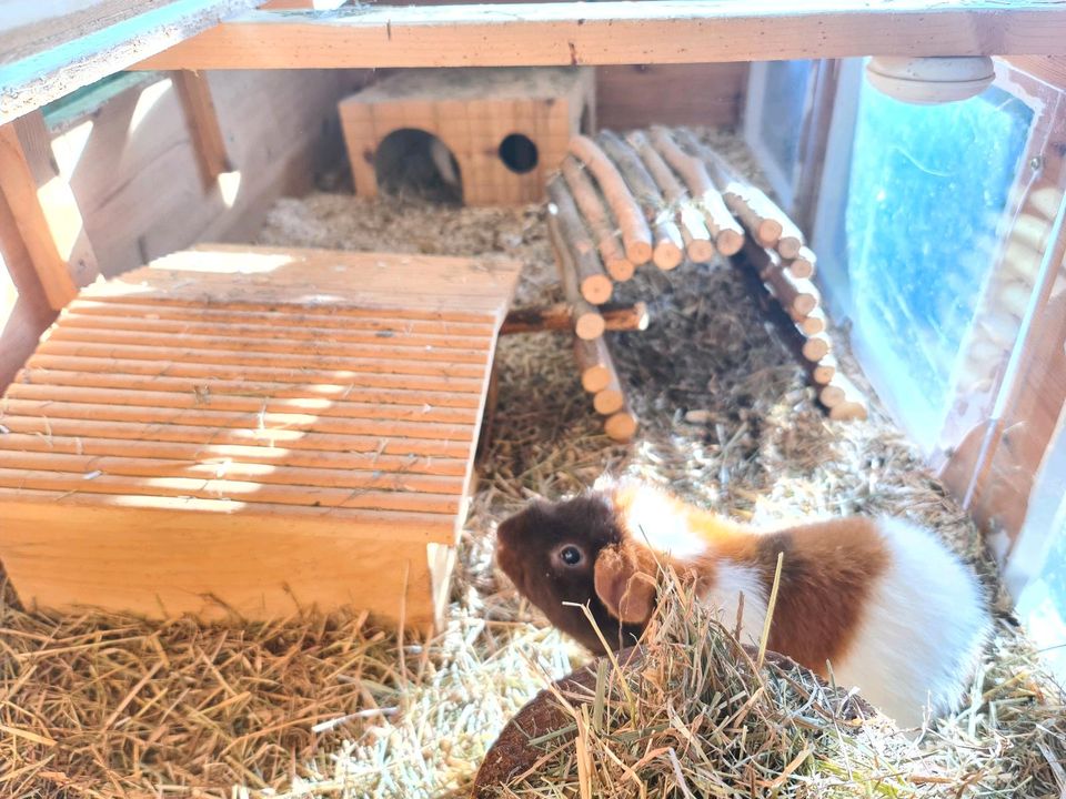 Meerschweinchen Hasen Käfig Gehege Auslauf  groß in Ockenheim