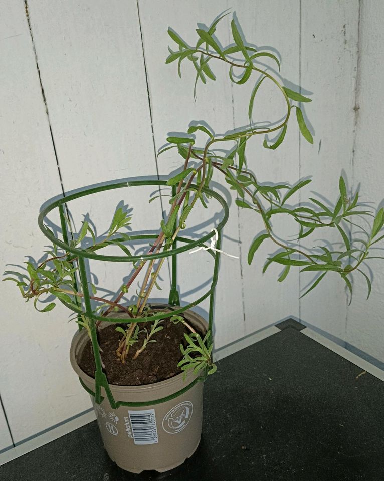 Estragon ca. 40 cm hoch 2€ pro Pflanze winterhart Artemisia in Pulheim