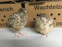 Legewachteln, Wachteln, Lieferung möglich! Bayern - Wiesentheid Vorschau