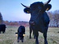 Bio Blackwelsh Rinder Niedersachsen - Soderstorf Vorschau