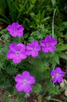 Blut-Storchschnabel 'Tiny Monster' Geranium Staude winterhart Hessen - Liebenau Vorschau