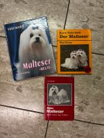 Hundebücher über Malteser 3 Stck. Niedersachsen - Hessisch Oldendorf Vorschau