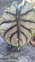 Alocasia Silver Dragon variegata etablierte Pflanze Baden-Württemberg - Sandhausen Vorschau