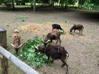 Soay Bock, hell und Aue, dunkel Thüringen - Kaltennordheim Vorschau