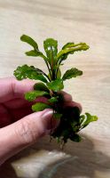 Bucephalandra Wavy leaf Ableger, Aquarium Pflanzen Dortmund - Westerfilde Vorschau