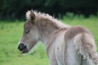 Rappwindfarbener Isländer, Islandpferd, Splash Nordrhein-Westfalen - Dorsten Vorschau