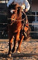 Kinder westernreiten Bayern - Tuntenhausen Vorschau