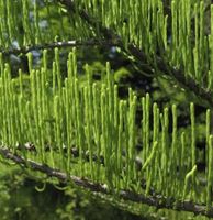 Aufsteigende Sumpfzypresse 60-80cm - Taxodium distichum Niedersachsen - Bad Zwischenahn Vorschau