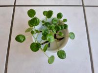 Heute 3€ - 6x Pilea Sugar Ableger je 5€ München - Bogenhausen Vorschau