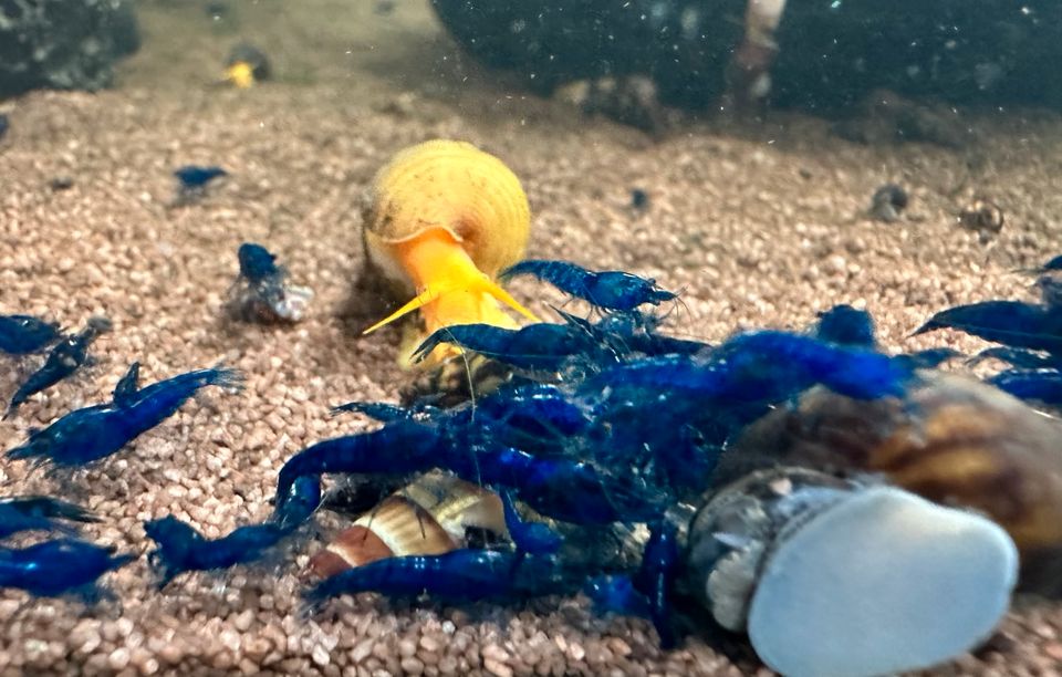 Blue Dream Garnele Neocaridina in Bochum