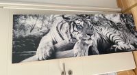 Weißer Tiger Bild Bremen - Huchting Vorschau