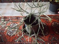 Pflanze Rhipsalis pilocarpa auch als Ampelpflanze zu verwenden Bayern - Weißenstadt Vorschau