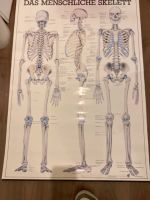 Poster das Menschliche Skelett Bayern - Zorneding Vorschau