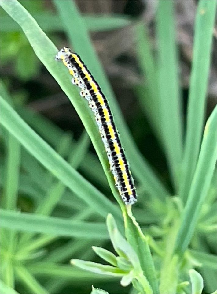 30 Samen Echtes Leinkraut - Schmetterling, Insekten, Bienen in Baldham