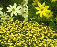 Coreopsis verticillata `Moonbeam` Nadelblättrig Mädchenauge 2,40€ Bayern - Bayreuth Vorschau