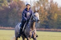 8 jähriger Vollblutaraber Wallach als Freizeitpferd abzugeben Saarland - Mandelbachtal Vorschau