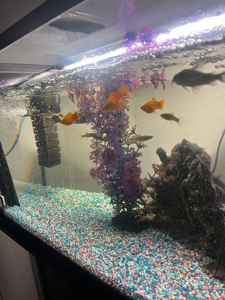 Aquarium zum Verkauf + Fische und 2 Filter und 1 Heizung in Königswinter