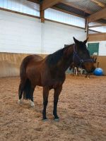 Quarter Horse Stute mit Pedigree Bayern - Kronach Vorschau