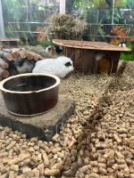 Meerschweinchen Jungtiere suchen zuhause, Garten und Zoo Lieret Nordrhein-Westfalen - Mönchengladbach Vorschau