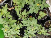 Tomatenpflanzen, Balkontomaten Sachsen - Trebsen Vorschau