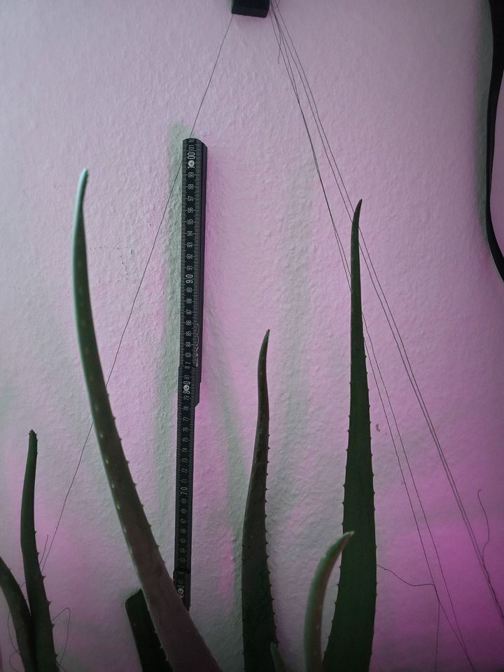Echte Aloe - Aloe vera Pflaze - Höhe ca. 100 cm, Topf-Ø 24 cm in Dortmund