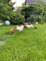 New Hampshire Hühner, nur Hähne, Junghähne Wuppertal - Vohwinkel Vorschau