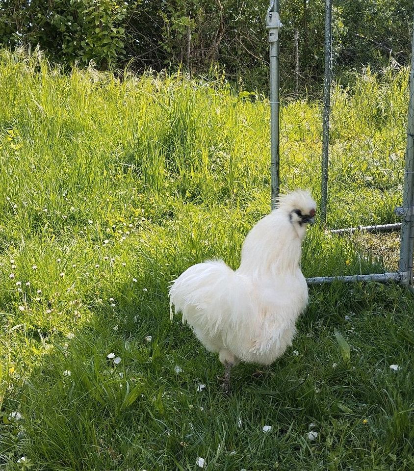 Zwergseidenhühner - weißer Zwerg Seidenhahn  abzugeben in Hallerndorf