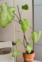 Syngonium Zimmer Pflanzen Nordrhein-Westfalen - Bad Oeynhausen Vorschau