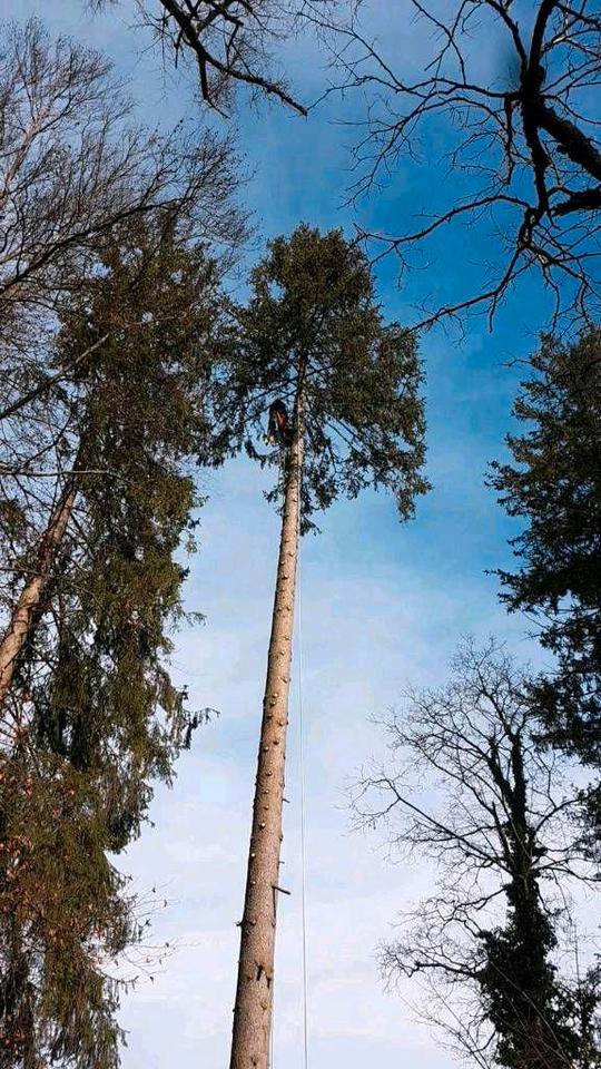 Baumfällung, Baumkletterer, Problemfällung, Baum Abtragen in Peißenberg