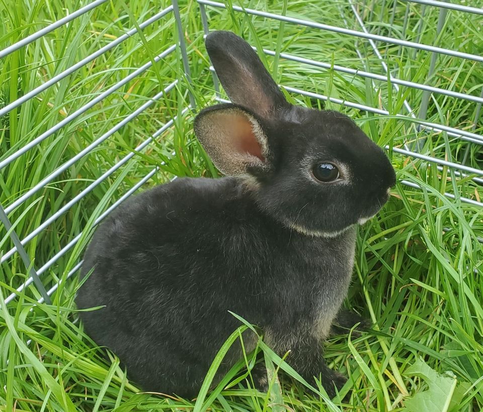 Zwergkaninchen Baby, männlich, Zwerghase, Kaninchen in Weißenberg