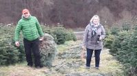 Weihnachtsbaum selbstschlagen, Nordmanntanne, aussuchen Hessen - Battenberg Vorschau