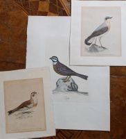 3 alte Radierungen Vögel Ornithologie Landhausstil , Vintage Nordrhein-Westfalen - Lage Vorschau