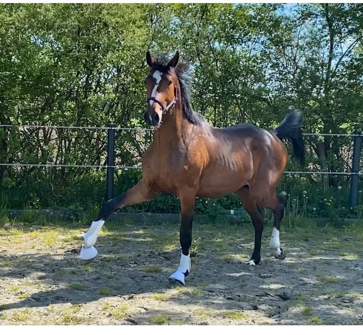 2 jähriger Hengst (bald Wallach), Top-Charakter, Dressur in Schafflund