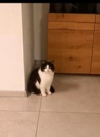 Katze vermisst!! Bayern - Riedlhütte Vorschau