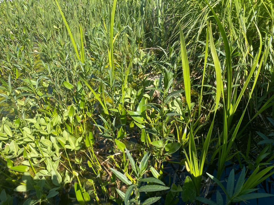 Samstag 18.05. kräftige Wasserpflanzen verschiedene Sorten in Schwerin