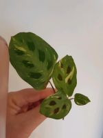 Maranta leuconeura variegata,  Steckling Niedersachsen - Bad Sachsa Vorschau