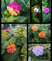 Wunderblume Samen, Mirabilis jalapa Sommerblüher, Blumensamen Niedersachsen - Dinklage Vorschau