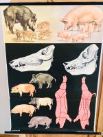 Schulwandkarte Wandkarte Biologie Europäisches Wildschwein Kr. München - Aschheim Vorschau