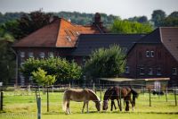 Teilzeitstelle ( bis 520€ ) auf einem Pferdehof   m/w/d Essen - Bredeney Vorschau