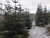 Nordmanntanne, Schnittgrün Niedersachsen - Geeste Vorschau