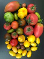 Jungpflanzen Tomatenpflanzen Tomaten Seltene Sorten Rarität Bio Sachsen - Torgau Vorschau