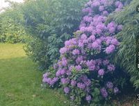 Gartenhilfe, Gartenarbeit, Hecke schneiden Niedersachsen - Hemmingen Vorschau