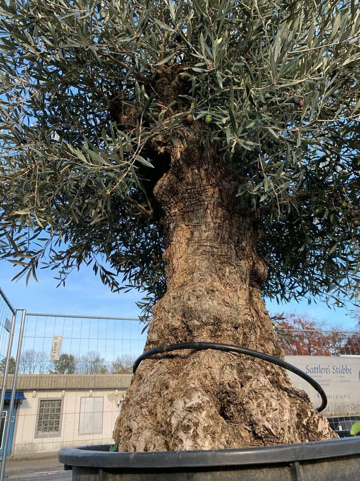 Olea Europaea hojiblanca(Olivenbaum)Bonsai 120/140cm Stammumfang in Recklinghausen
