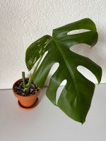 Monstera Deliciosa Variegata Bayern - Hammelburg Vorschau